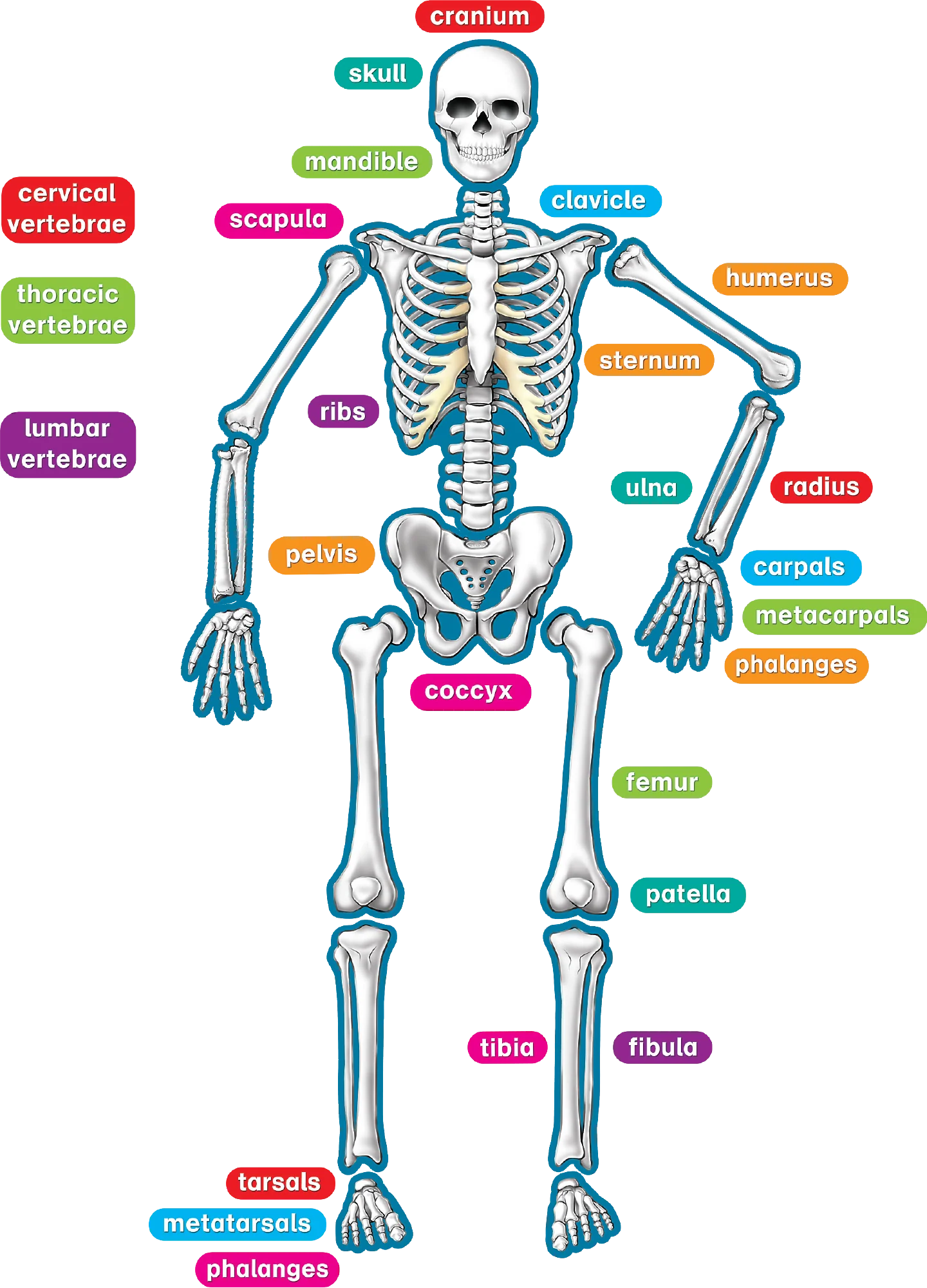 Human Skeleton Magnetic Accents